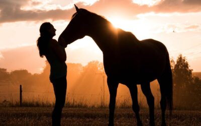 Pourquoi choisir un complément alimentaire pour l’estomac de votre cheval ?